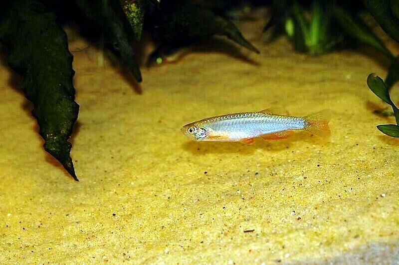 Imagem do Danio Pérola